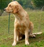 Splendidi cuccioli di Golden Retriever SplendidicucciolidiGoldenRetriever.jpg