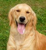 Splendidi cuccioli di Golden Retriever SplendidicucciolidiGoldenRetriever1.jpg