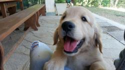 Splendidi cuccioli di Golden Retriever SplendidicucciolidiGoldenRetriever1234.jpg