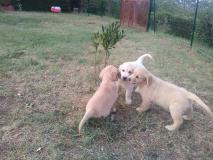 Splendidi cuccioli di Golden Retriever SplendidicucciolidiGoldenRetriever12345.jpg