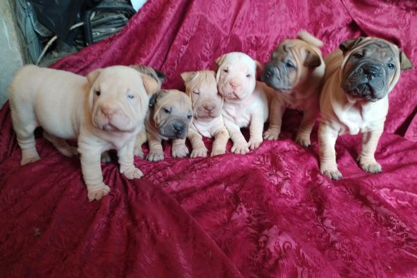 Shar-pei cuccioli sharpeicuccioli.jpg