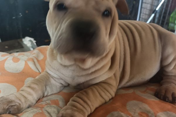 Shar-pei cuccioli sharpeicuccioli1.jpg