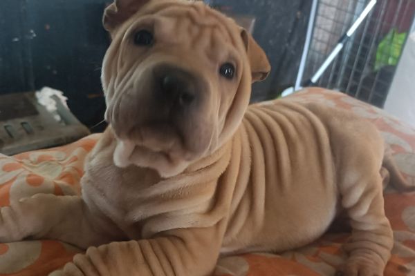 Shar-pei cuccioli sharpeicuccioli12.jpg
