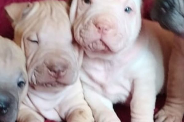 Shar-pei cuccioli sharpeicuccioli123.jpg