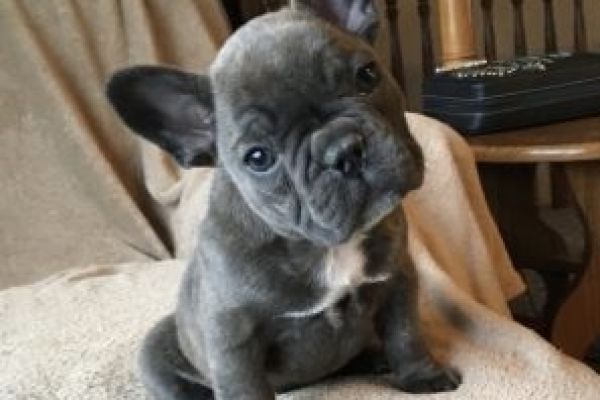 Cuccioli di bulldog francese cucciolidibulldogfrancese.jpg