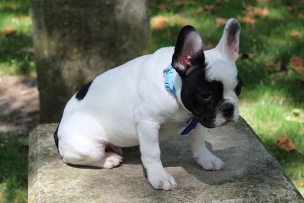 Cuccioli di bulldog francese cucciolidibulldogfrancese1.jpg