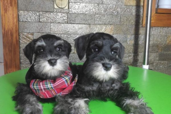 Schnauzer nano BELLISSIMI cuccioli schnauzernanobellissimicucciol.jpeg