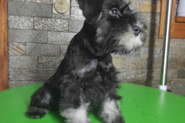 Schnauzer nano BELLISSIMI cuccioli schnauzernanobellissimicucciol1.jpeg