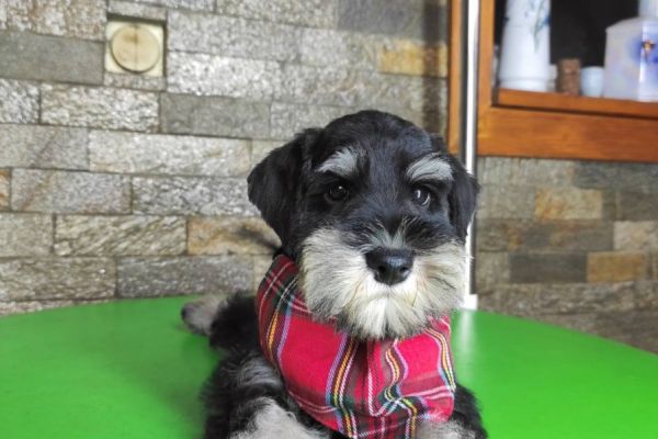 Schnauzer nano BELLISSIMI cuccioli schnauzernanobellissimicucciol12.jpeg