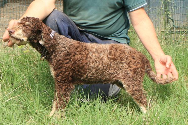 Lagotto romagnolo - maschio giovane 1 lagottoromagnolomaschiogiovane.jpg