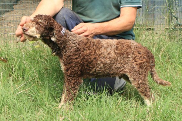 Lagotto romagnolo - maschio giovane 1 lagottoromagnolomaschiogiovane1.jpg