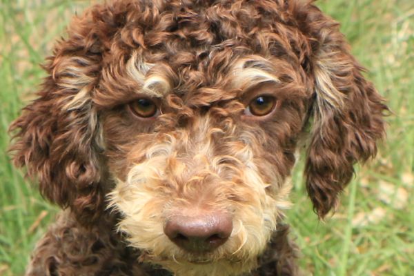 Lagotto romagnolo - maschio giovane 1 lagottoromagnolomaschiogiovane12.jpg