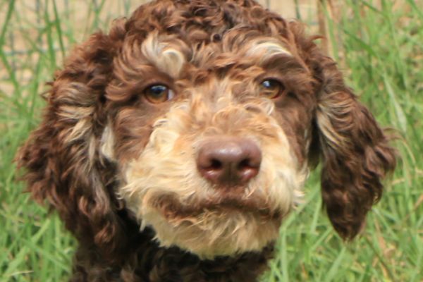 Lagotto romagnolo - maschio giovane 1 lagottoromagnolomaschiogiovane123.jpg