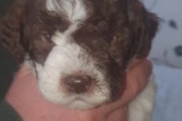Meravigliosi cuccioli Lagotto Romagnolo meravigliosicucciolilagottorom.png
