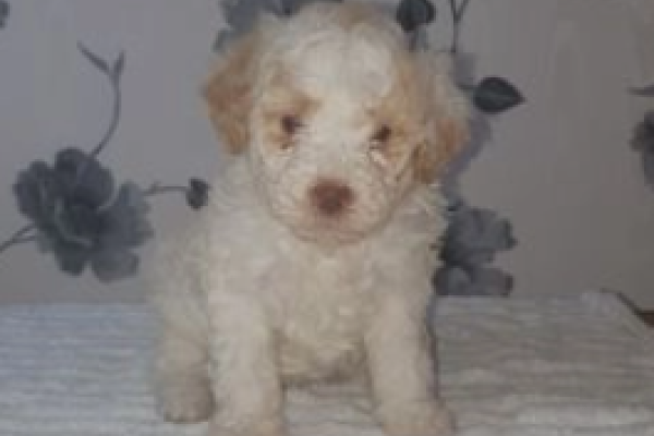 Meravigliosi cuccioli Lagotto Romagnolo meravigliosicucciolilagottorom1.png