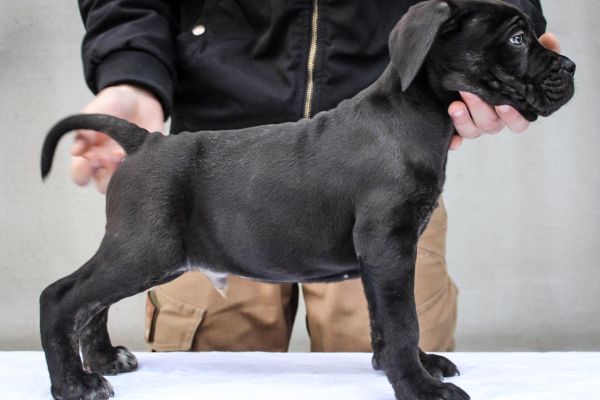 Cane Corso cuccioli canecorsocuccioli.jpg