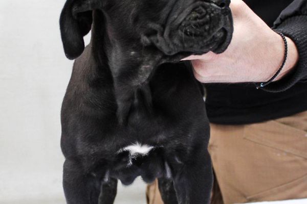 Cane Corso cuccioli canecorsocuccioli1.jpg