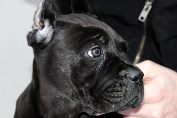 Cane Corso cuccioli canecorsocuccioli12.jpg