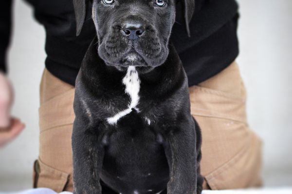 Cane Corso cuccioli canecorsocuccioli12345.jpg