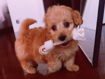 Cuccioli di barboncino, molto orgogliosi!! Cucciolidibarboncinomoltoorgogliosi.jpg Cuccioli di barboncino, molto orgogliosi!! Cucciolidibarboncinomoltoorgogliosi.jpg