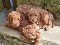 Cuccioli di barboncino, molto orgogliosi!! Cucciolidibarboncinomoltoorgogliosi12.jpg Cuccioli di barboncino, molto orgogliosi!! Cucciolidibarboncinomoltoorgogliosi12.jpg