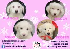 Angeli senza voce Angelisenzavoce-5c25f8aadbc40.jpg