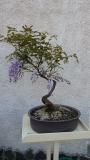 bonsai glicine bonsaiglicine.jpg