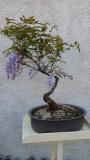 bonsai glicine