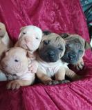 Shar-pei cuccioli Sharpeicuccioli1.jpg