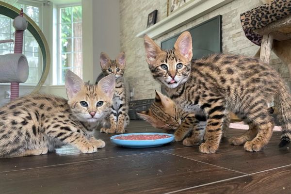 gattino serval gattinoserval.jpg