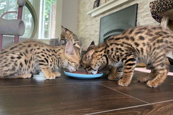 gattino serval gattinoserval1.jpg