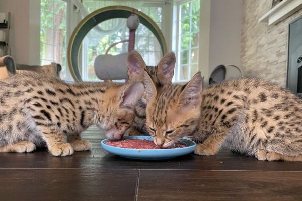 gattino serval gattinoserval12.jpg