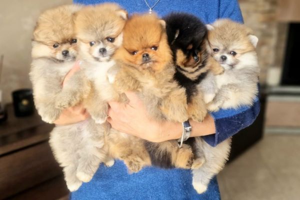CUCCIOLI POMERANIAN SPITZ NANO cucciolipomeranianspitznano.jpg