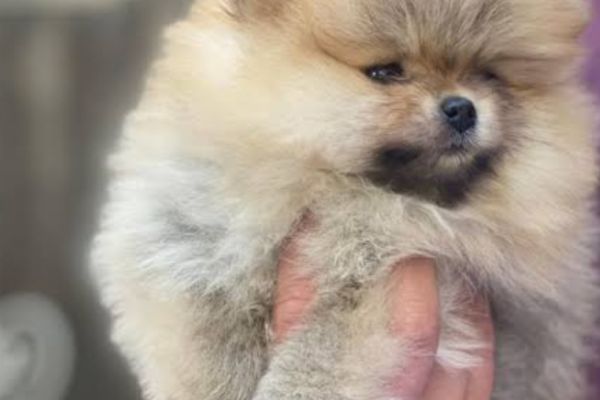 CUCCIOLI POMERANIAN SPITZ NANO cucciolipomeranianspitznano1.jpg