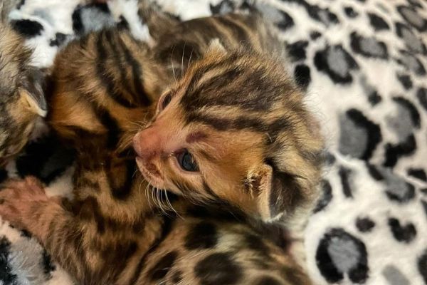 Gattini del Bengala al 100%. gattinidelbengalaal1001.jpg