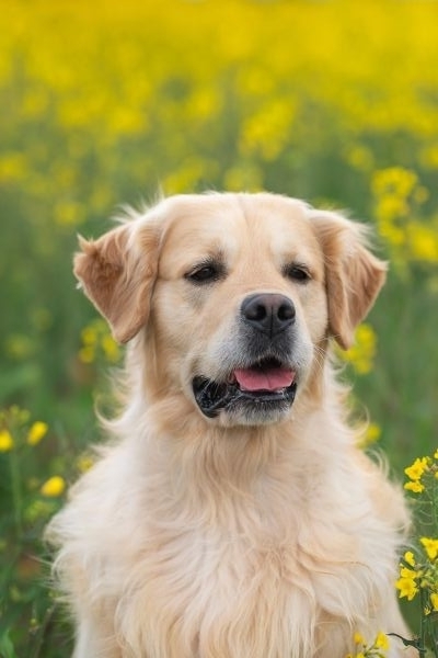 Cuccioli GOLDEN RETRIEVER alta genealogia da Med.Veterinario cuccioligoldenretrieveraltagen.jpeg