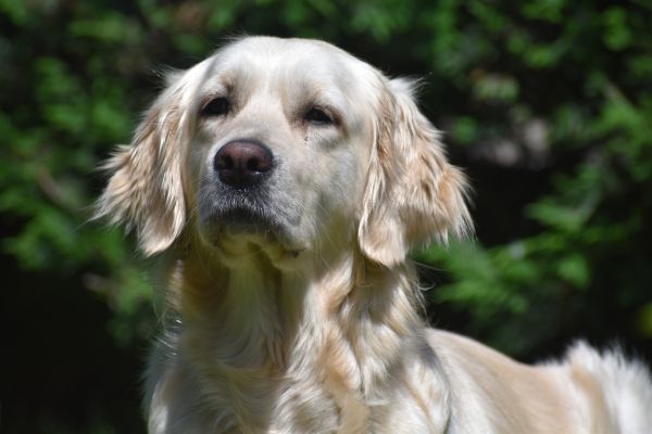 Cuccioli GOLDEN RETRIEVER alta genealogia da Med.Veterinario cuccioligoldenretrieveraltagen.jpg