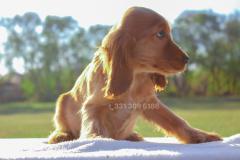 Cucciola di Cocker spaniel inglese CuccioladiCockerspanielinglese1.jpg