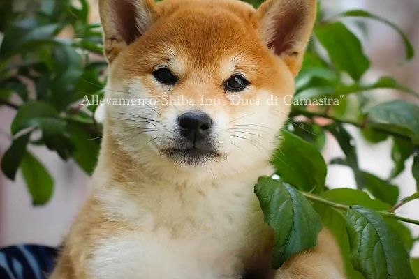 Meravigliosi cuccioli di Shiba inu con pedigree Enci meravigliosicucciolidishibainu.jpg