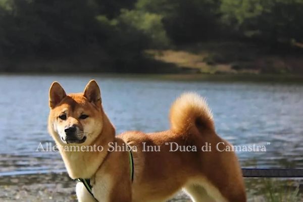 Meravigliosi cuccioli di Shiba inu con pedigree Enci meravigliosicucciolidishibainu1.jpg