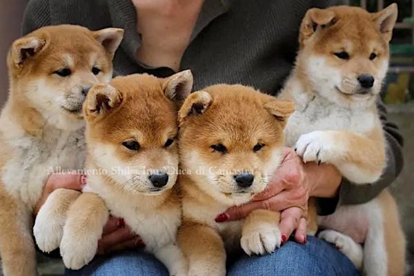 Meravigliosi cuccioli di Shiba inu con pedigree Enci meravigliosicucciolidishibainu12.jpg