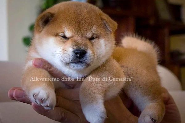 Meravigliosi cuccioli di Shiba inu con pedigree Enci meravigliosicucciolidishibainu123.jpg