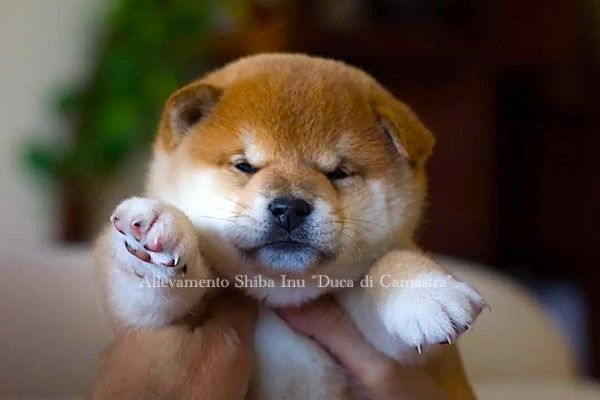 Meravigliosi cuccioli di Shiba inu con pedigree Enci meravigliosicucciolidishibainu1234.jpg