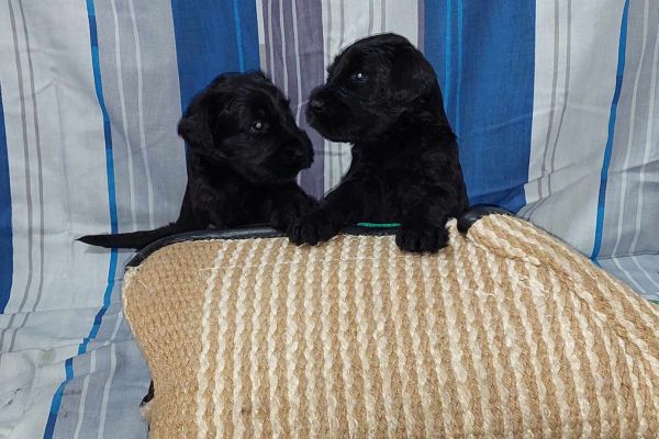 Schnauzer nero gigante cuccioli schnauzernerogigantecuccioli.jpg