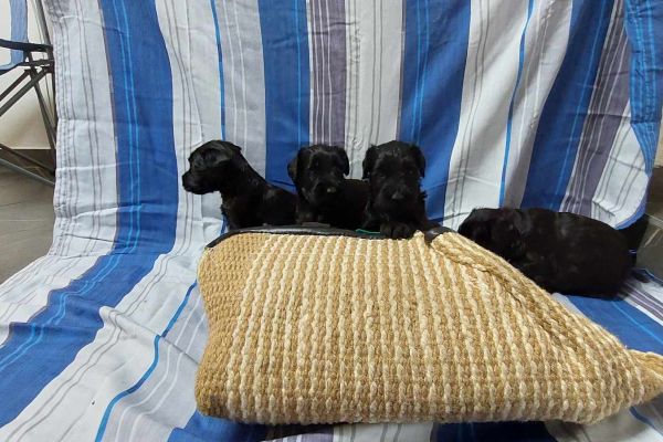 Schnauzer nero gigante cuccioli schnauzernerogigantecuccioli1.jpg