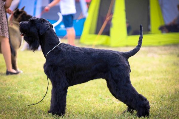 Schnauzer nero gigante cuccioli schnauzernerogigantecuccioli12345.jpg