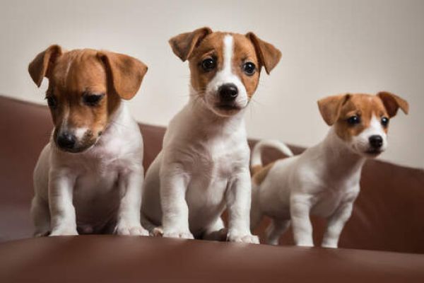 Allevamento Jack Russell Ticino allevamentojackrussellticino.jpg