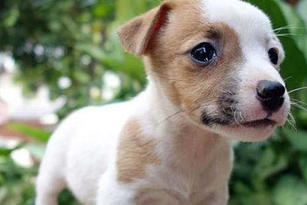 Allevamento Jack Russell Ticino allevamentojackrussellticino1.jpg