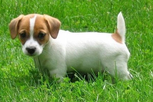 Allevamento Jack Russell Ticino allevamentojackrussellticino12.jpg