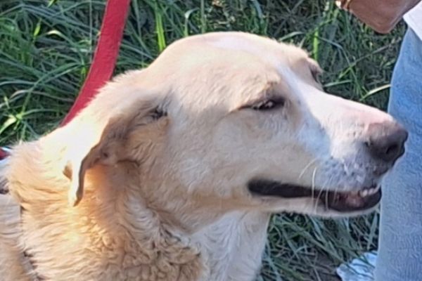 Pippo in cerca di amore pippoincercadiamore123.jpg